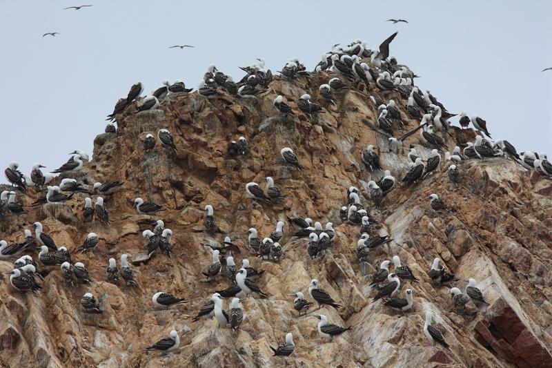 1172-Isole Ballestas,19 luglio 2013.JPG